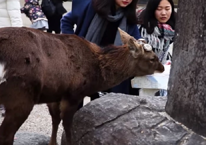 cervo giappone morto plastica stomaco