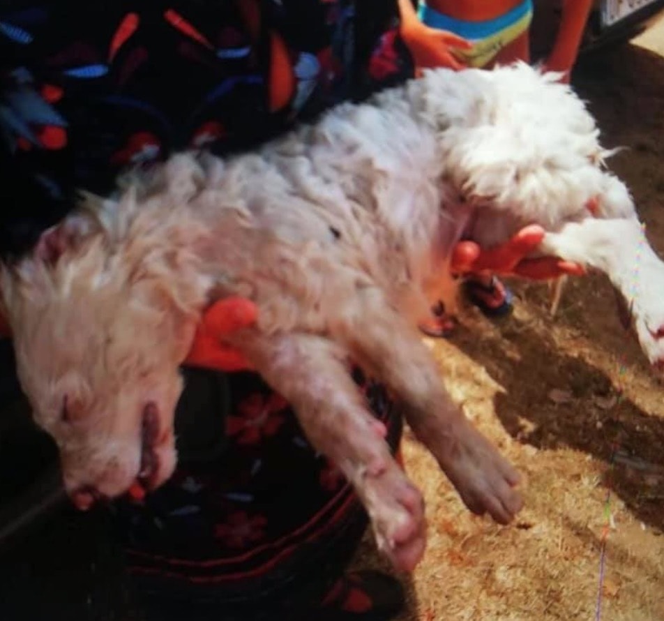 San Felice Circeo, vanno al mare e lasciano il cucciolo di cane nel bagagliaio dell'auto