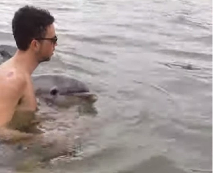 gargano delfino spiaggiato