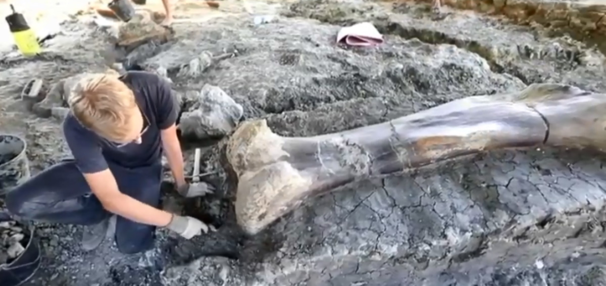 Dinosauro, femore trovato in Francia