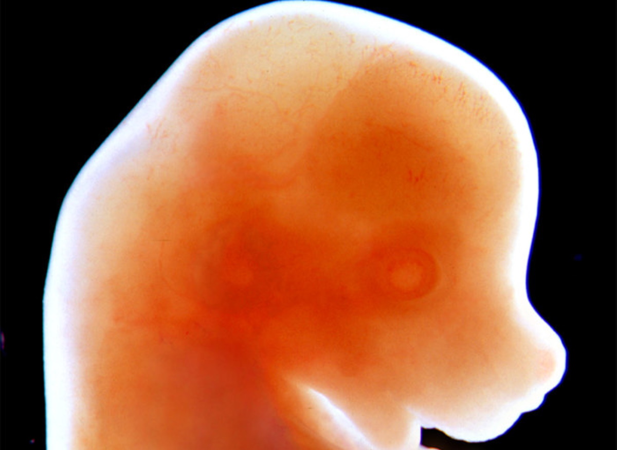 Embrioni ibridi uomo-animale in Giappone