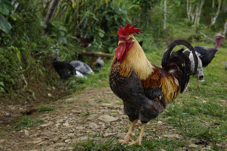 svizzera gallo canta 44 volte