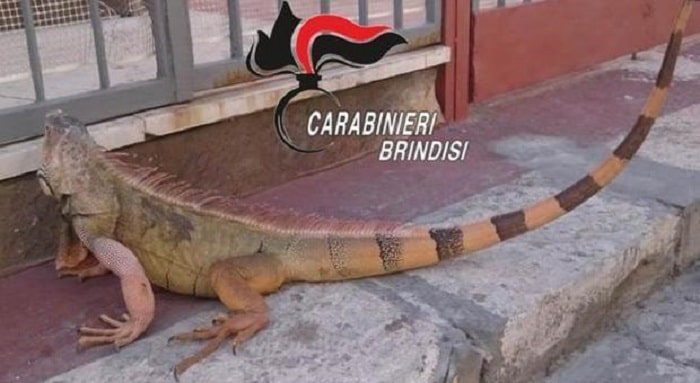 iguana gigante san pietro vernotico