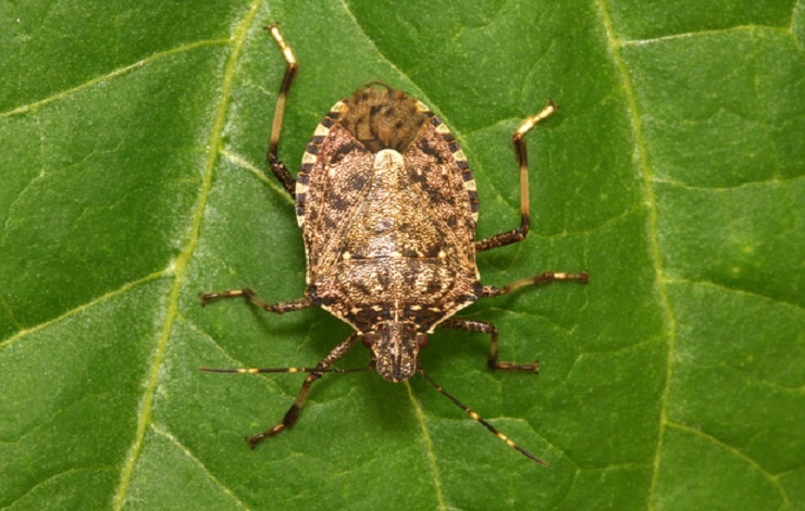 Un insetto (foto d'archivio Ansa)