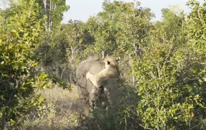 leonessa elefante lotta