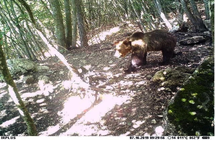 L'orso M49 durante la fuga