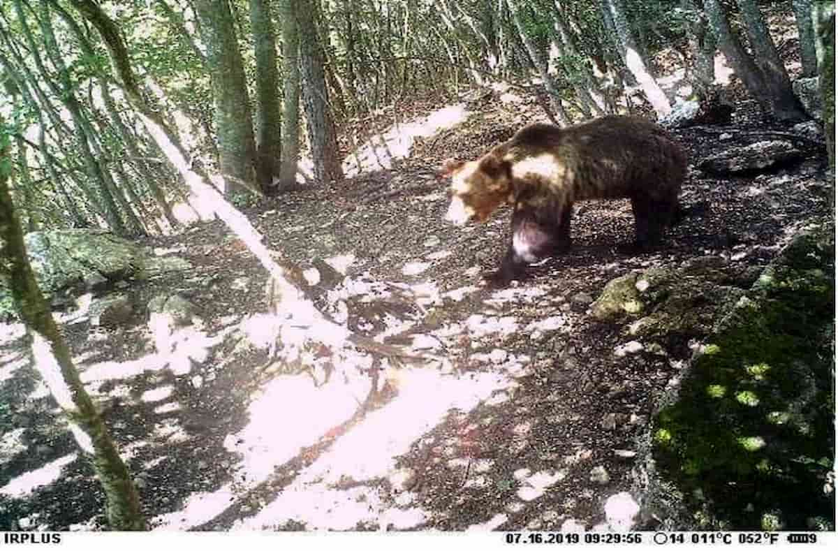 Orso M49 avvistato sul monte Marzola: una escursionista lo ha incontrato a pochi metri da Chegùl
