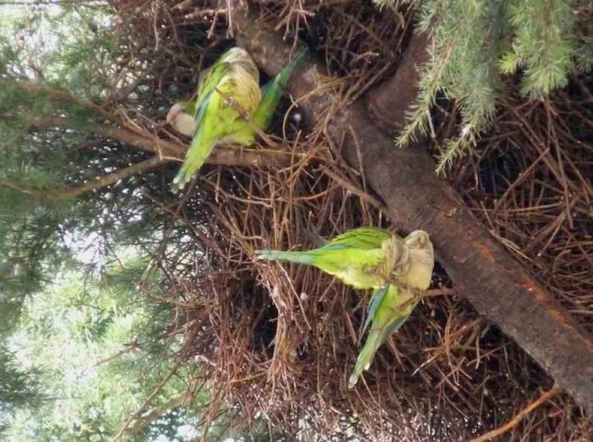 L'invasione di pappagalli verdi minaccia le mandorle in Puglia