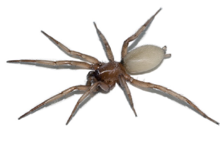 Pesaro, terza persona punta da Ragno violino. Ora è allarme (foto Ansa)