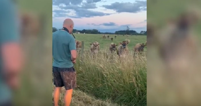 suna sassofono mucche