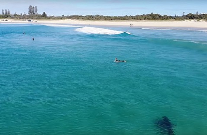 Australia, enorme squalo bianco si avvicina ai surfisti: il VIDEO del drone