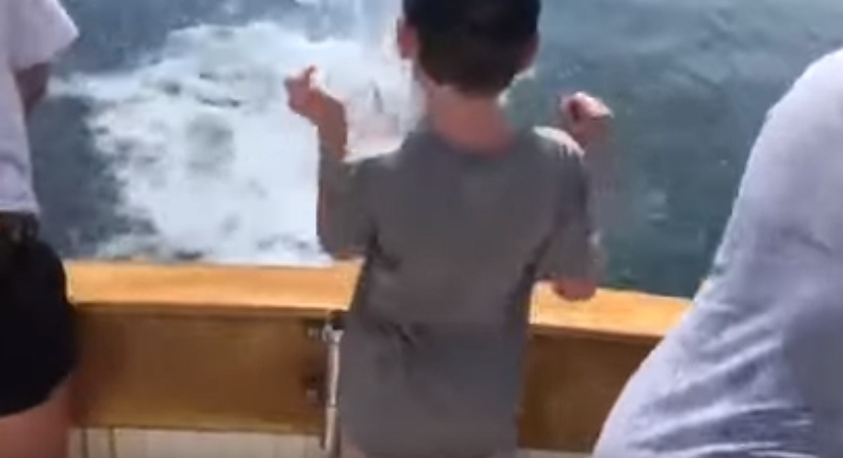 Squalo afferra il pesce al volo