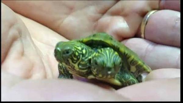 Tartaruga a due teste in Malesia