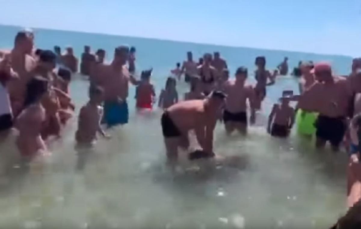 tartaruga Carretta caretta a Taranto