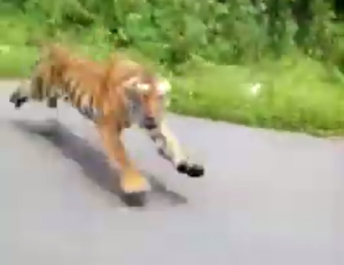 india tigre del bengala