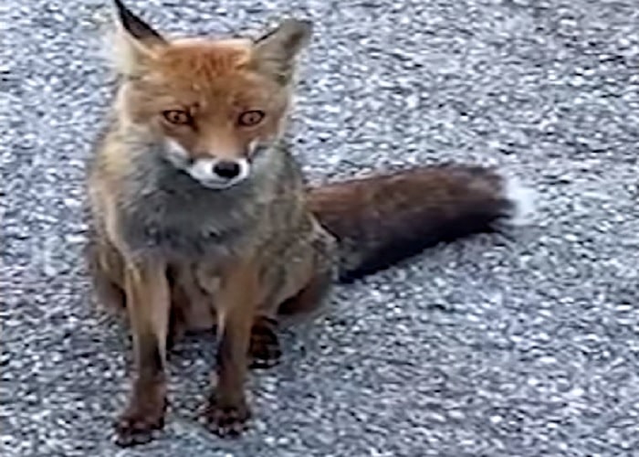 La volpe e la crostata. Sui Monti Sibillini