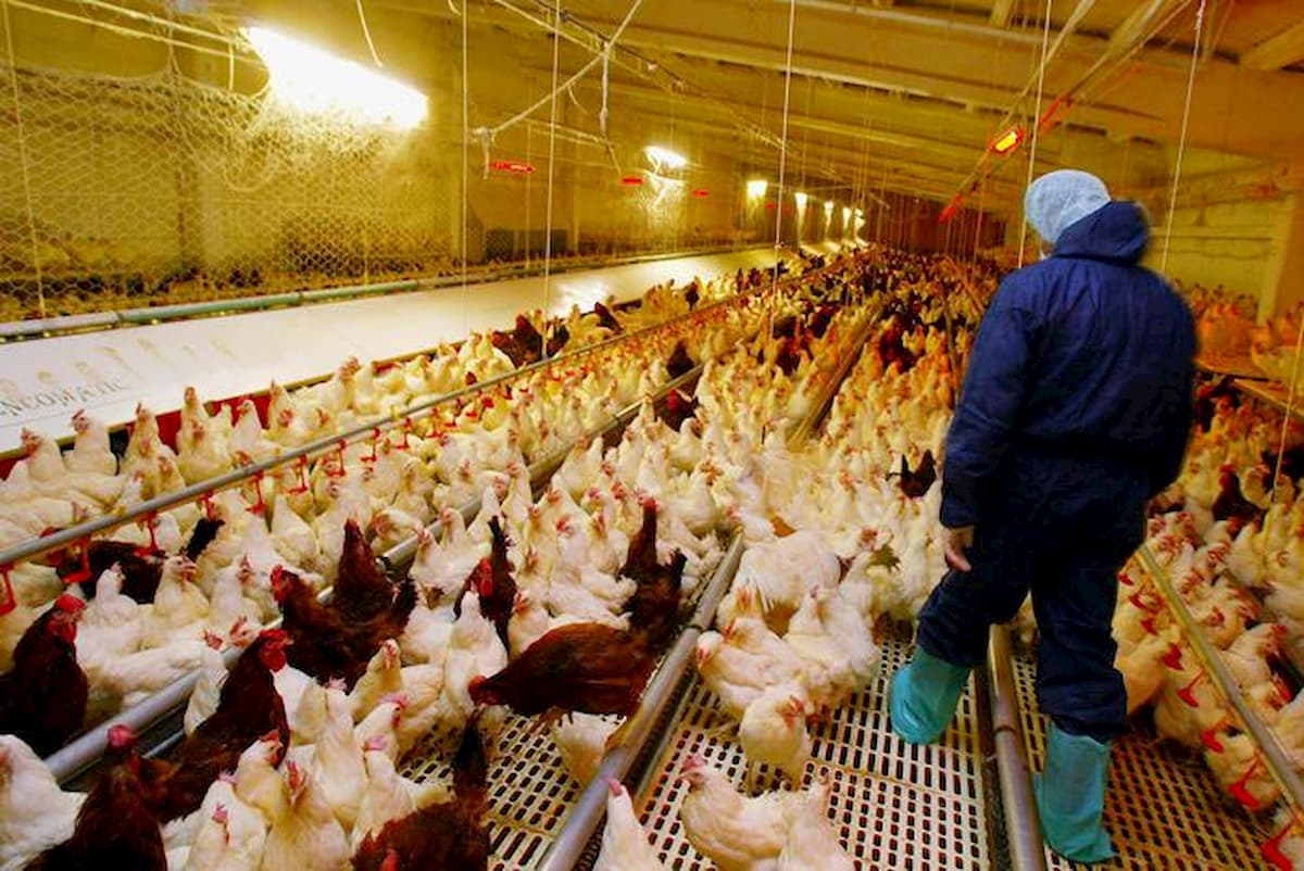 Un allevamento intensivo di polli