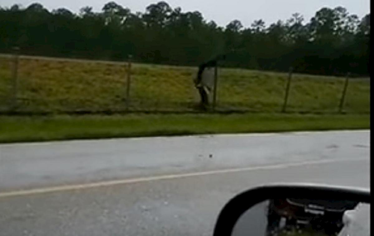 alligatore scavalca rete