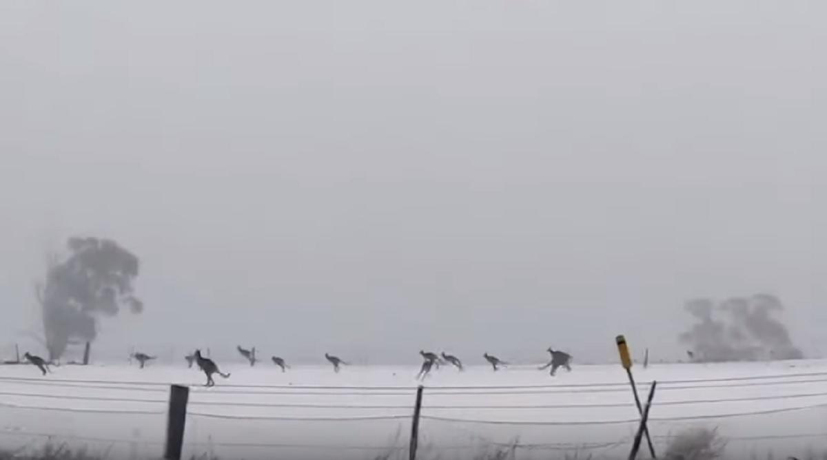 canguri saltano sulla neve in australia