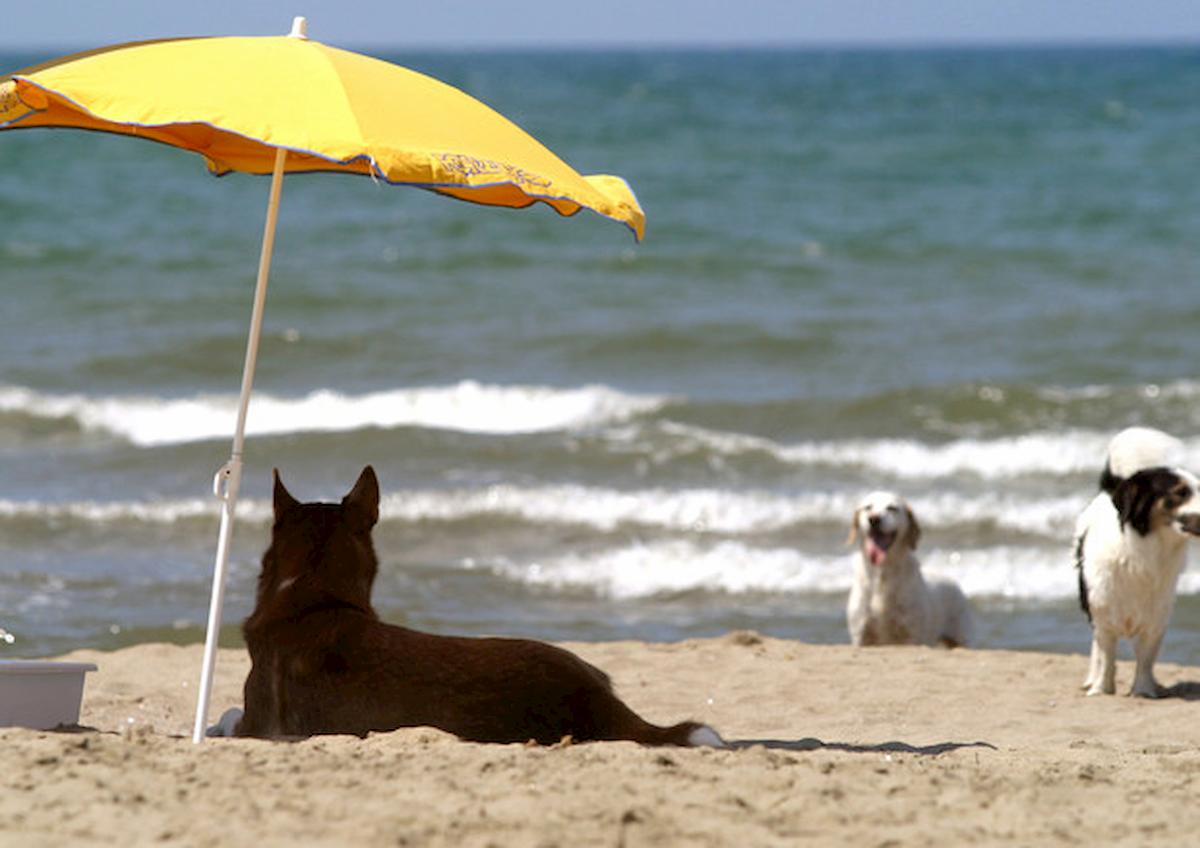 cani in spiaggia