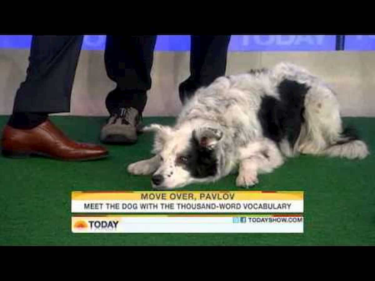 Chaser, Il cane più intelligente del mondo è morto. Era una lei, aveva imparato 1022 parole