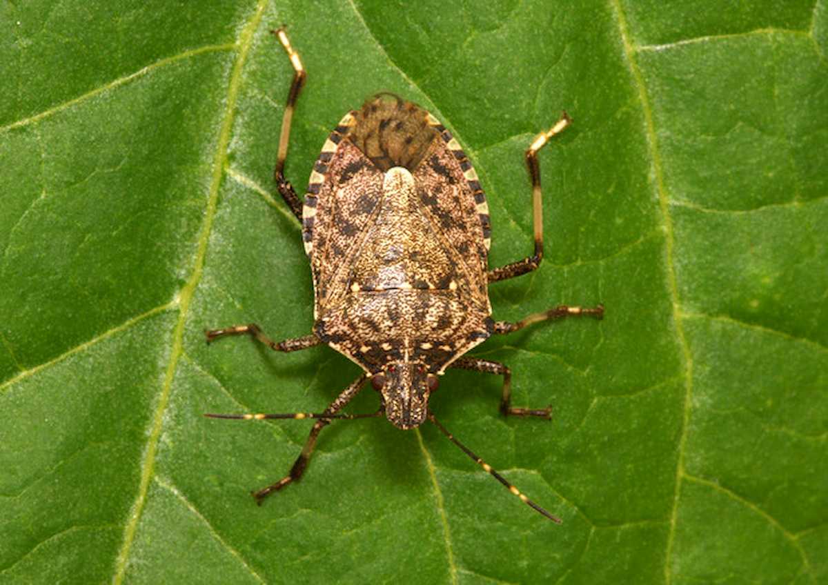Insetto sconosciuto nelle campagne di Buttrio (Udine)