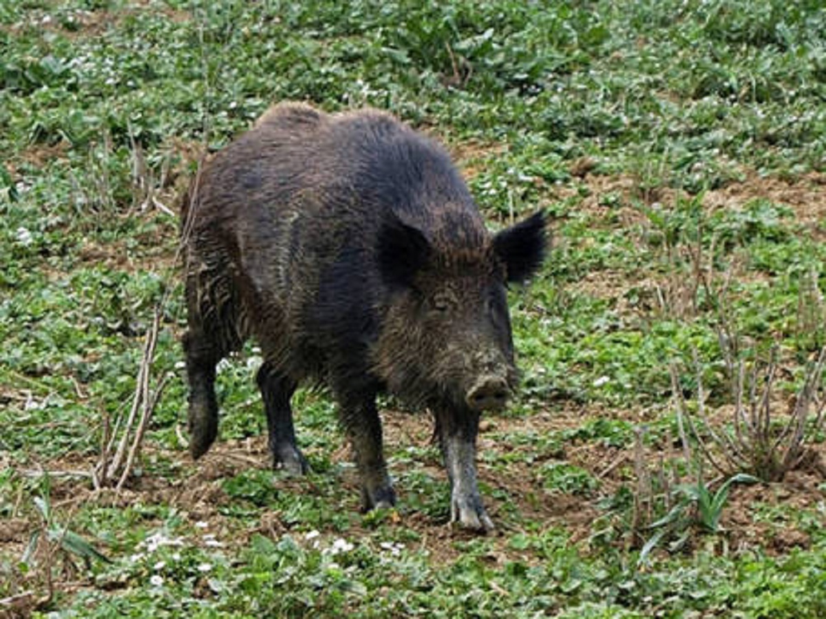 Un cinghiale