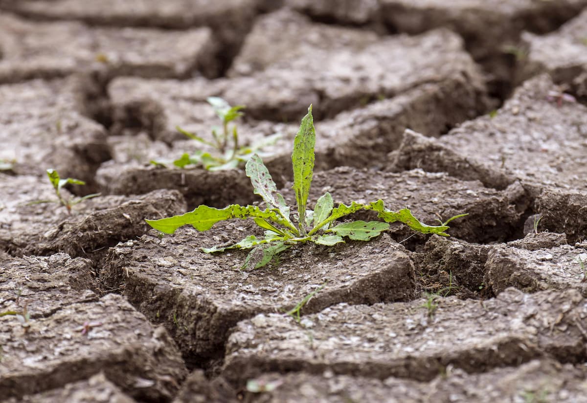 Cambiamento climatico