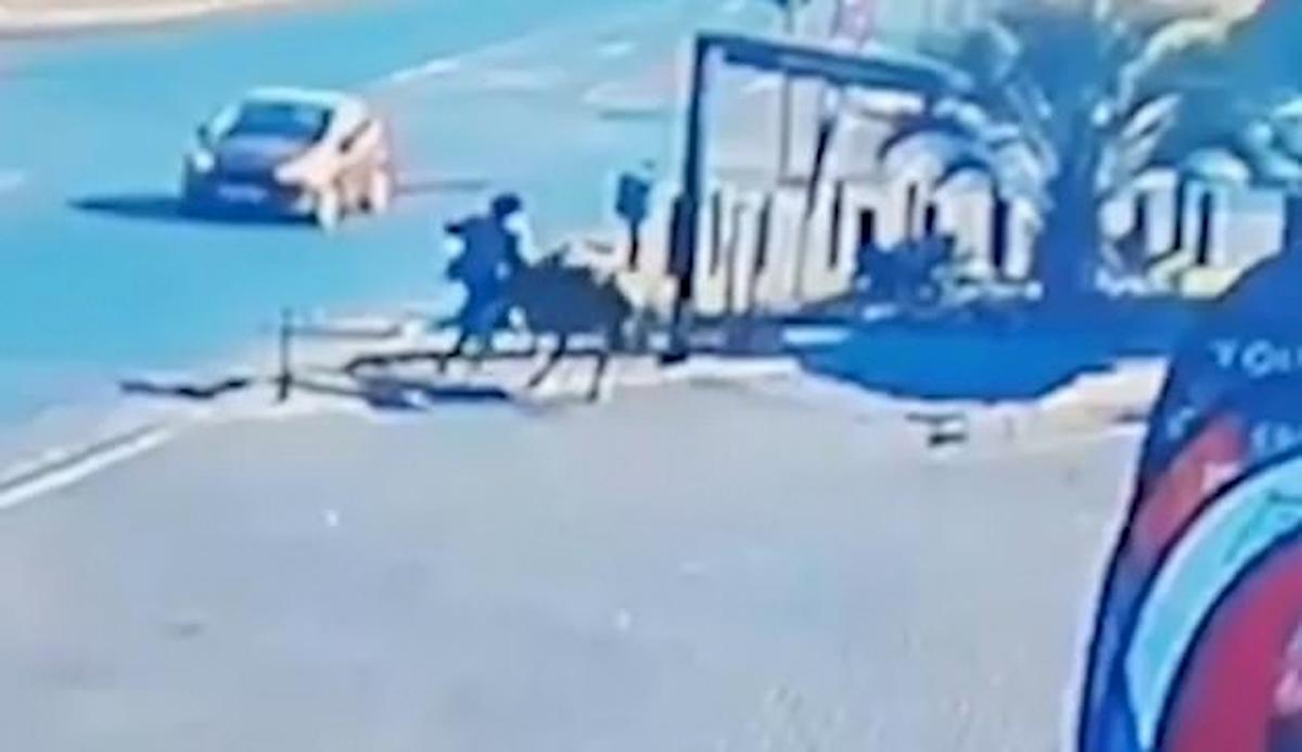 sudafrica, toro in strada