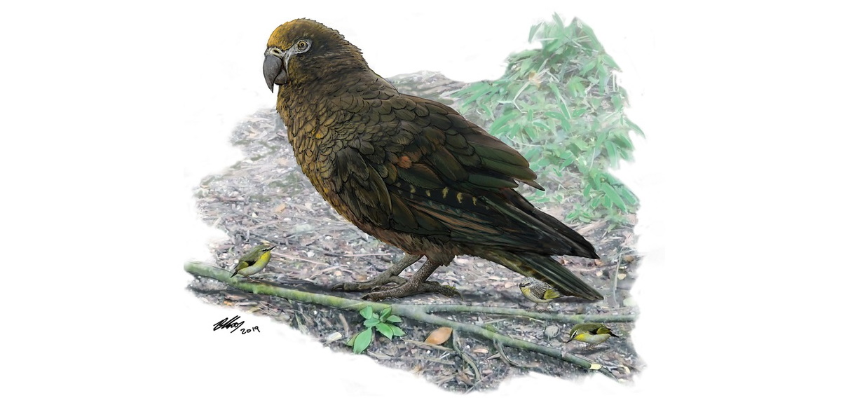 Ercole, pappagallo preistorico gigante dalla Nuova Zelanda