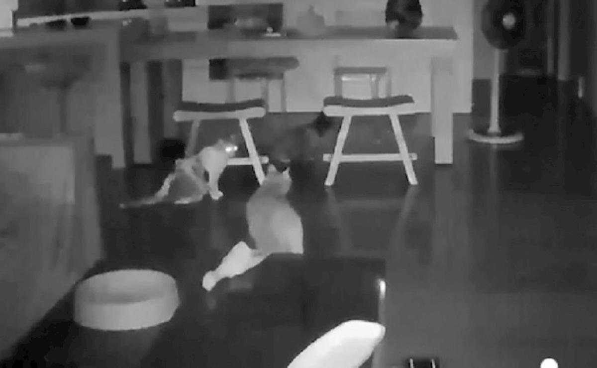 gatti terremoto taiwanatt