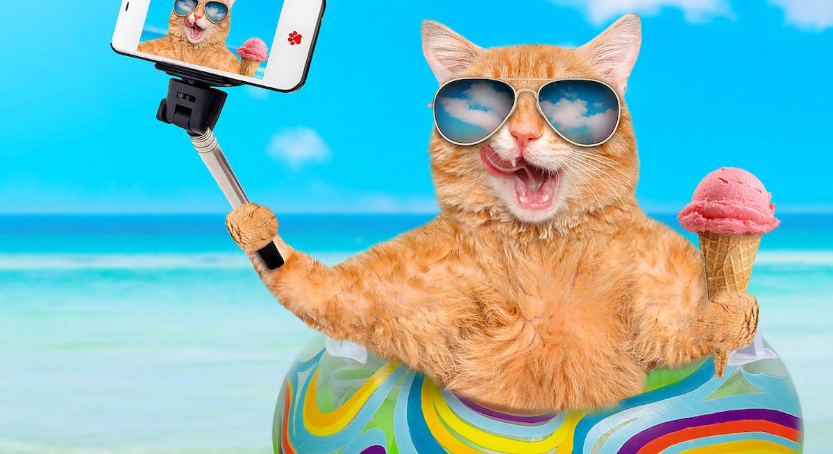 Gatto & alloggio: la vacanza gratis