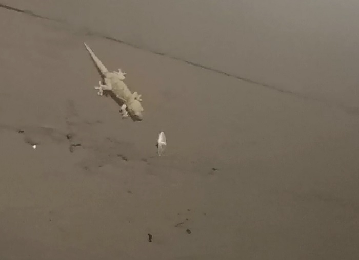 geco attacca la farfalla