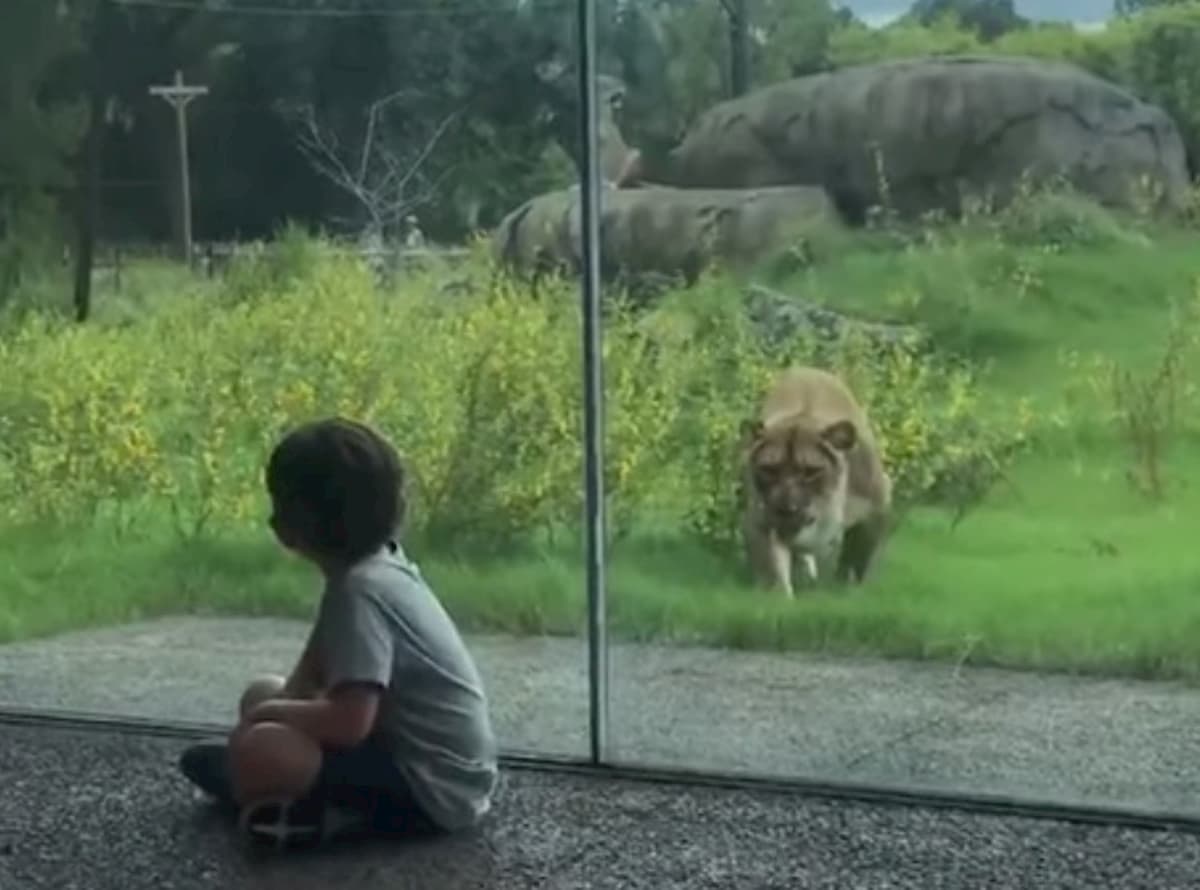 Il leone cerca di aggredire il bambino, ma un vetro li separa