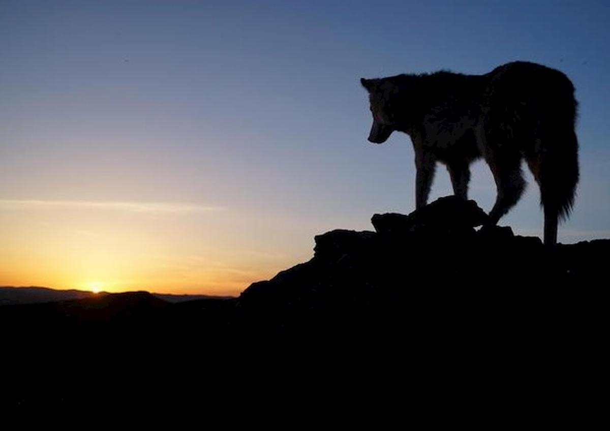 Alta Val Sesia: stragi di pecore, sono tornati i lupi