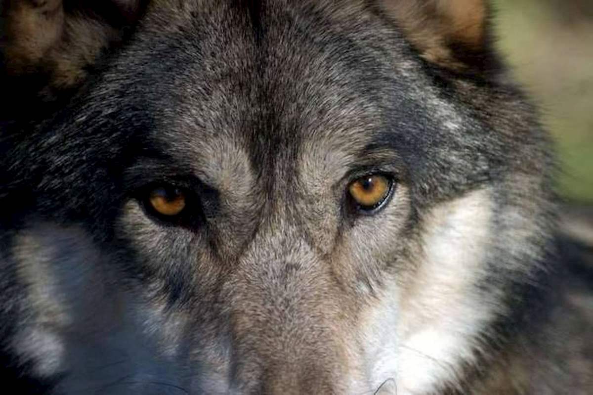 Lupi nei pressi di Roma, denuncia di Confagricoltura