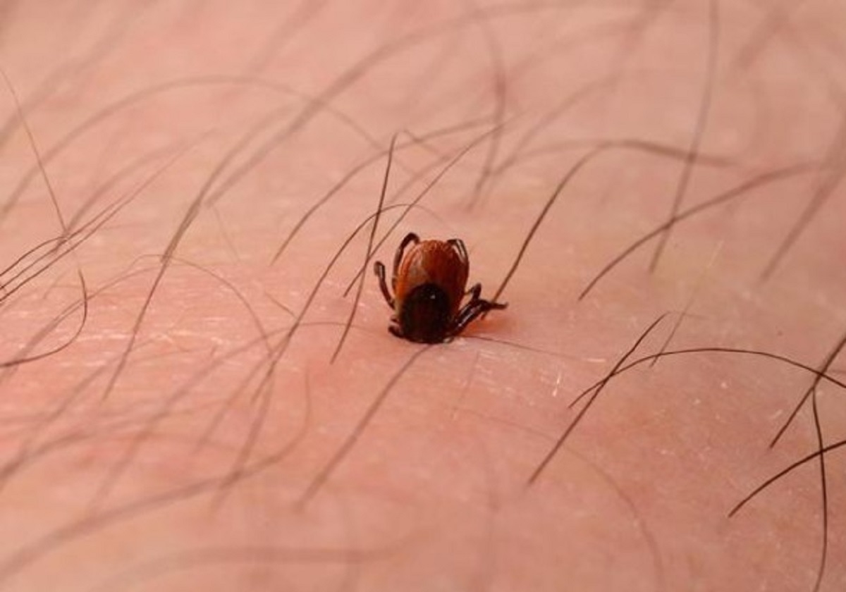 Una zecca, foto Ansa