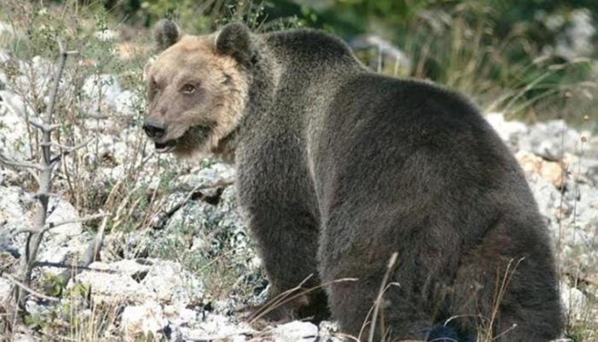orso m49 alto adige