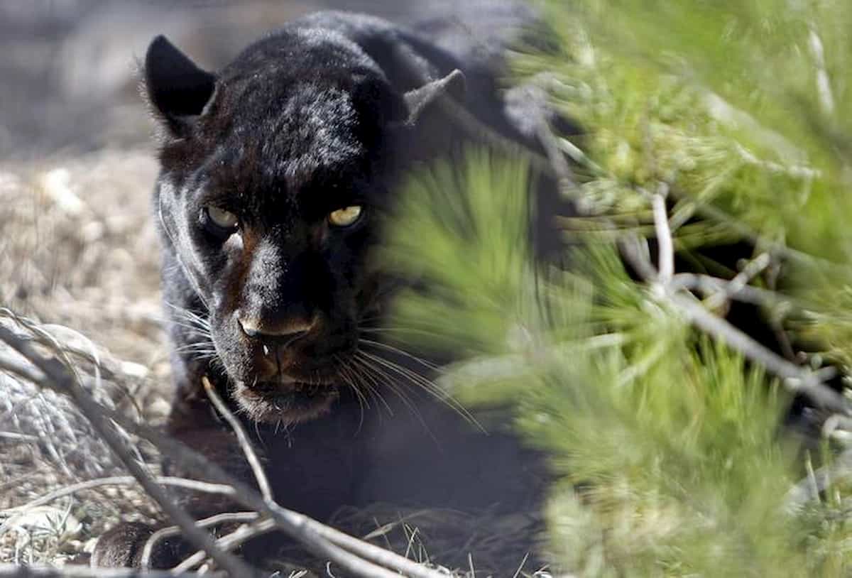 Cremona, una pantera nera spaventa la provincia da alcuni giorni. Ultimo avvistamento a Mento