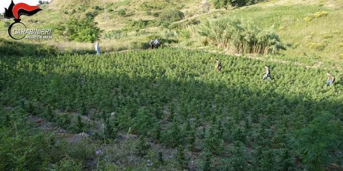 Una piantagione di marijuana