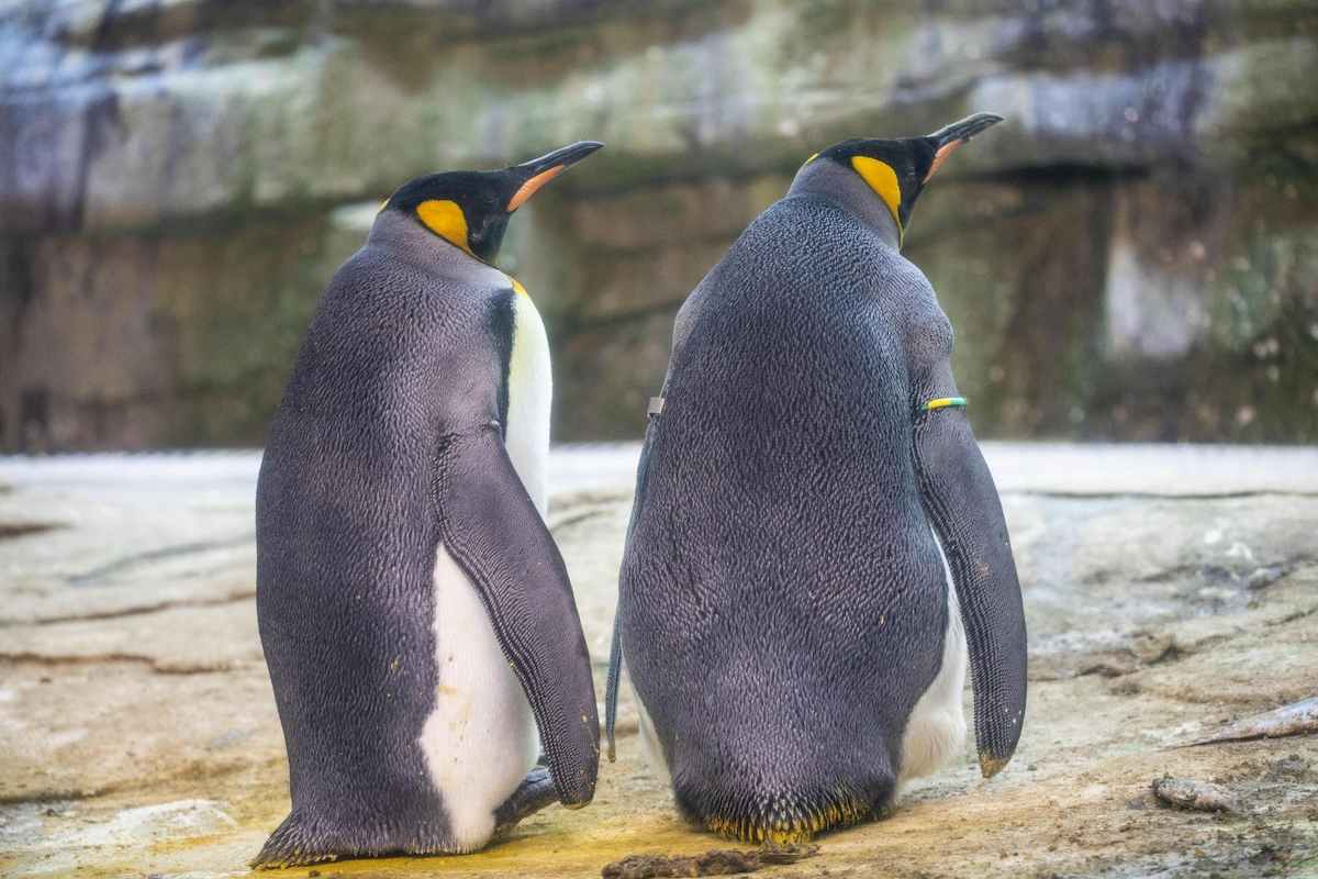 Pinguini gay zoo berlino