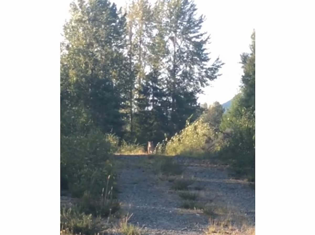 Inseguita da un puma mentre fa running: mette i Metallica a tutto volume, l'animale scappa