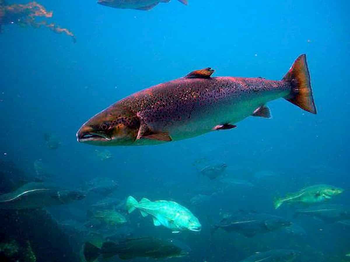 Alaska: salmoni di tutte le specie sterminati dal caldo. Una strage senza precedenti