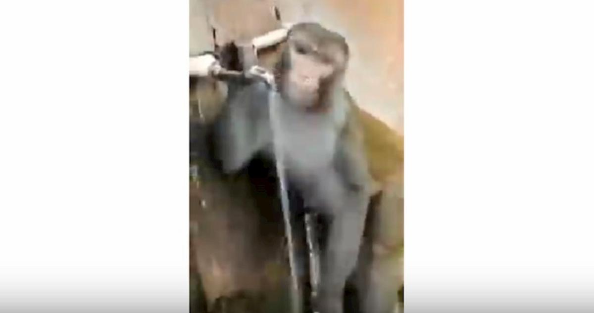 scimmia beve dalla fontanella in india