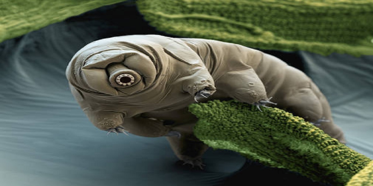 Un tardigrado