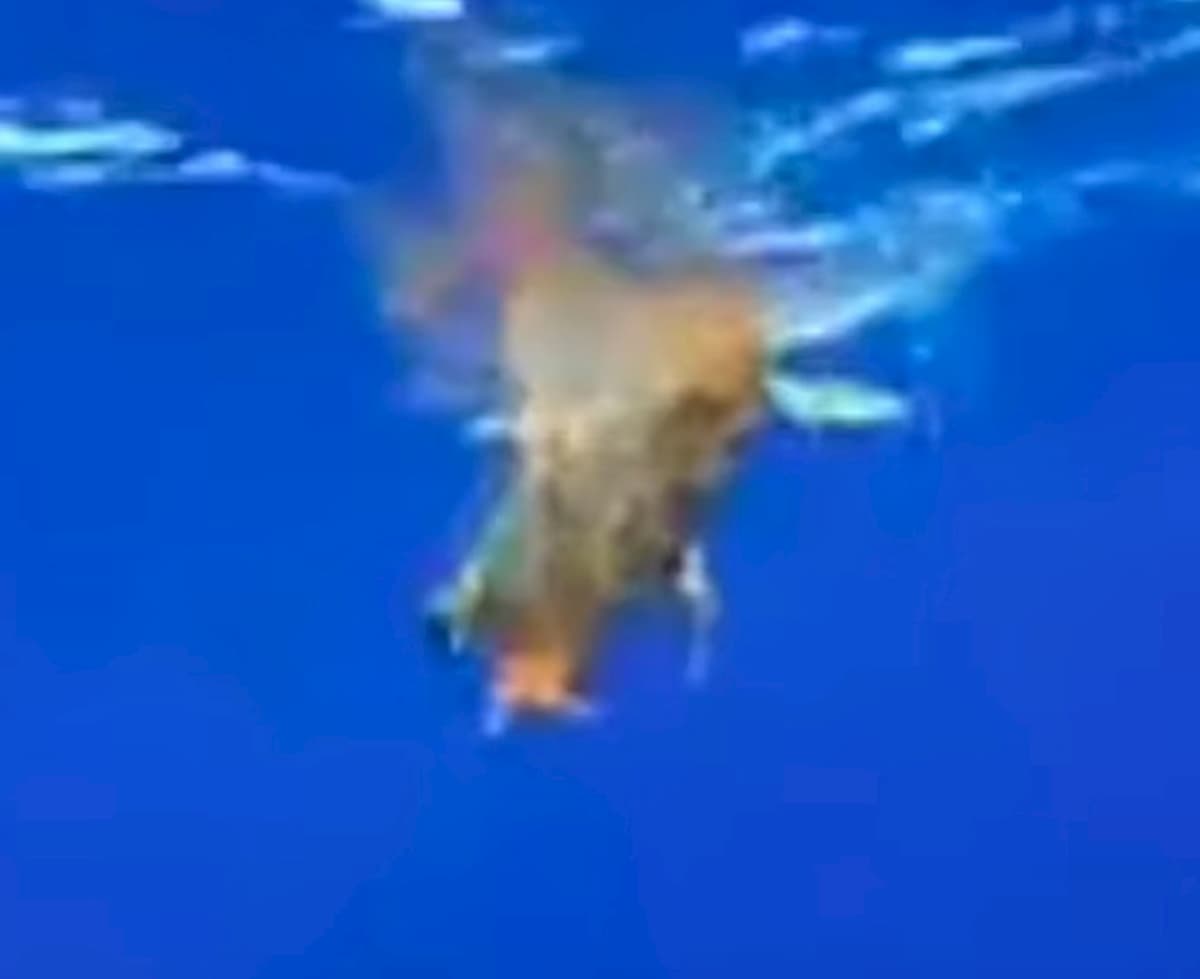 La tartaruga intrappolata nella plastica