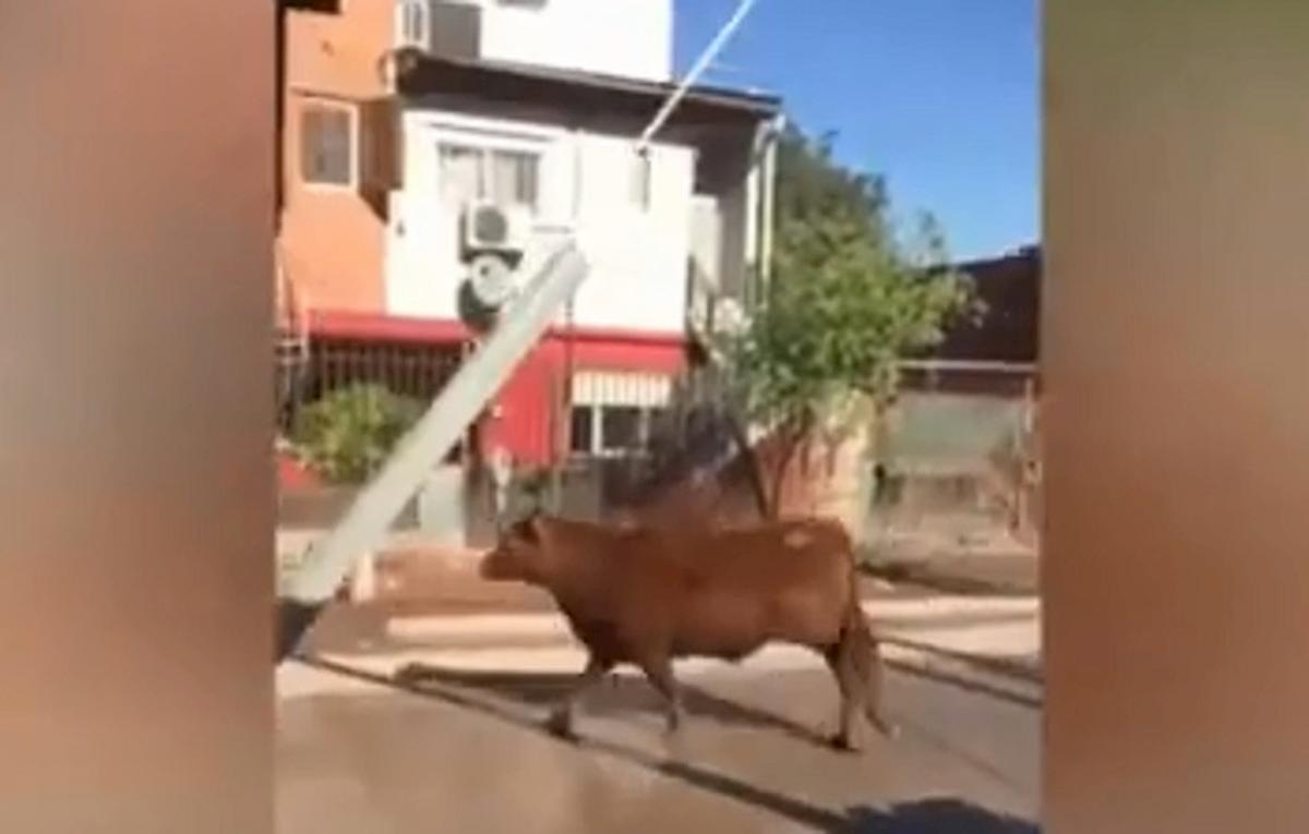 toro semina il panico in strada