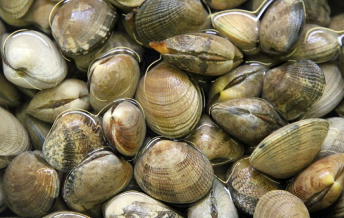 Vongole contaminate