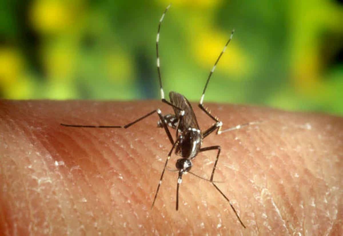 Dengue, un caso di febbre a Chiari: allarme del sindaco, sos nella provincia di Brescia