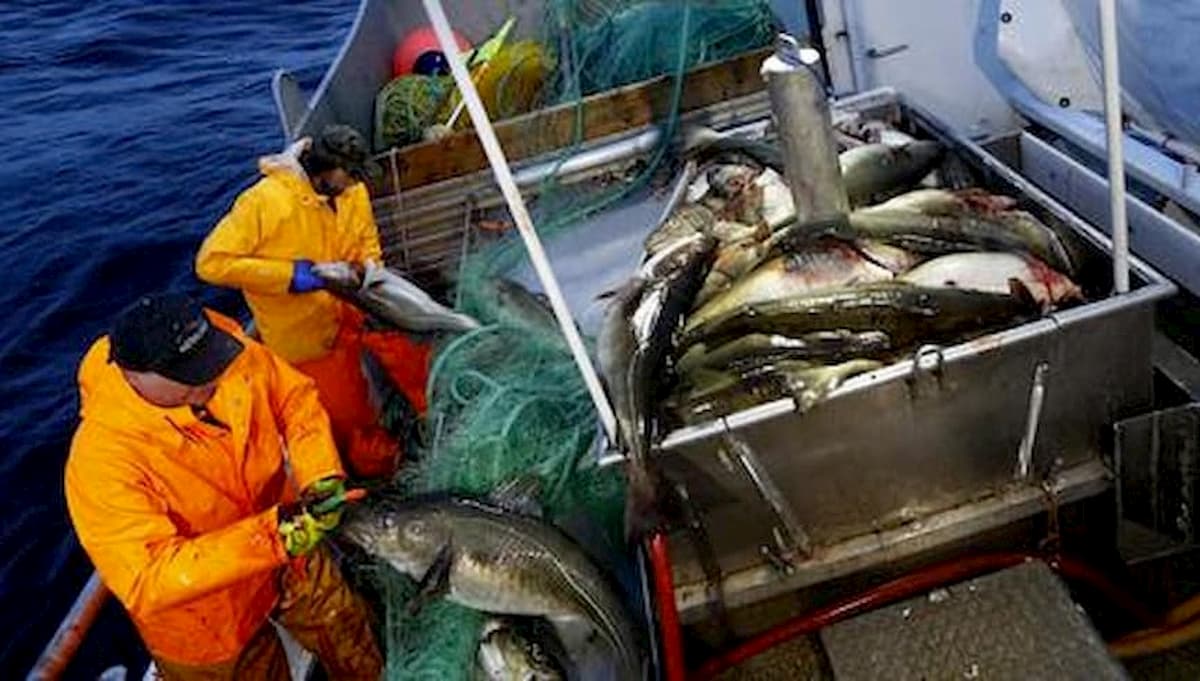 Merluzzo sta scomparendo dal Mare del Nord: le acque sono più calde, specie a rischio